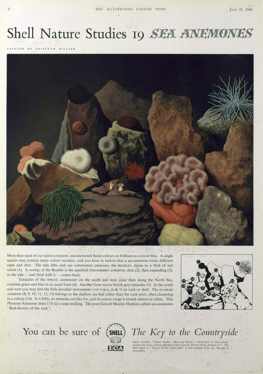 shell advert sea anenomes